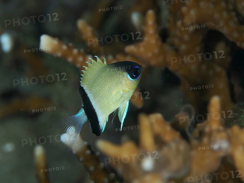 Colourful reef cichlid with black markings, the black-banded reef cichlid (Pycnochromis retrofasciatus), in the coral reef at the Prapat dive site, Penyapangan, Bali, Indonesia