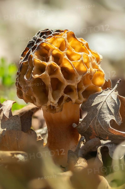 Brandenburg, Germany, grey morel, morchella crassipes, morchella esculenta, morchella rotunda, morchella vulgaris, nabu, Nabu project, national natural heritage, green house natural paradise, round morel, food morel, post-mining landscape, common morel, fungi, fungus, green house, high size, portrait format, morel, morel mushroom, mushroom, mushroom, mushrooms, true morel, yellow morel
