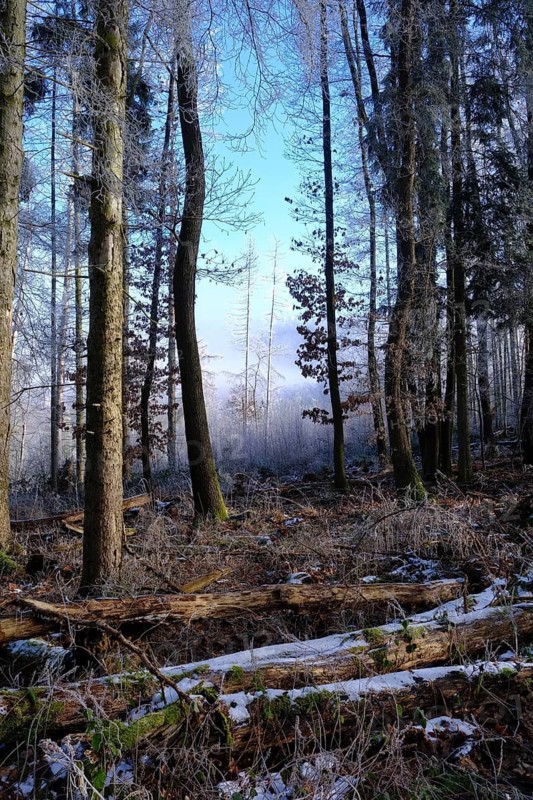 Forest glade in morning light, Witzenhausen, Germany
