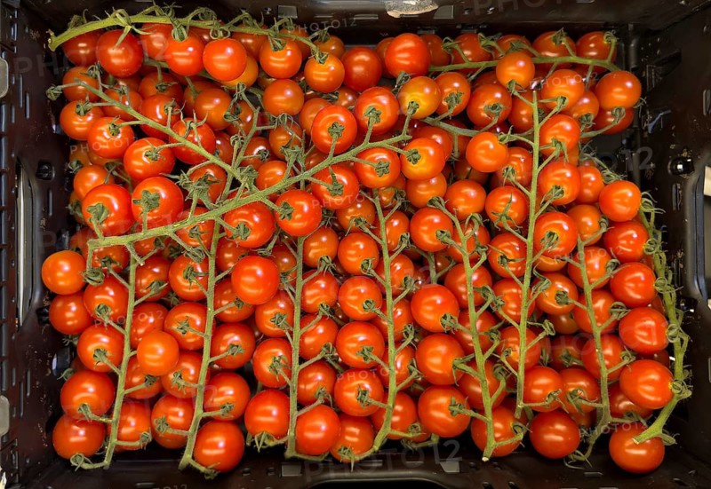 Cultivated tomatoes (Solanum lycopersicum) – vine tomatoes on display in a grocery shop, food retail outlet, supermarket, Germany
