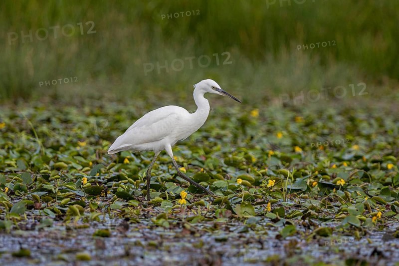 Little Egret (Egretta garzetta) Hungary