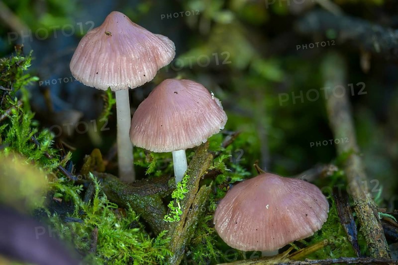 Mycena rosea, radish helmet, pink radish helmet, rosy bonnet, fungi, fungus, mushrooms