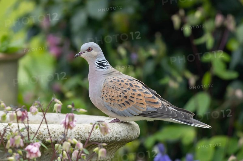 European turtle dove (Streptopelia turtur) adult bird on a garden bird bath, Suffolk, England, United Kingdom
