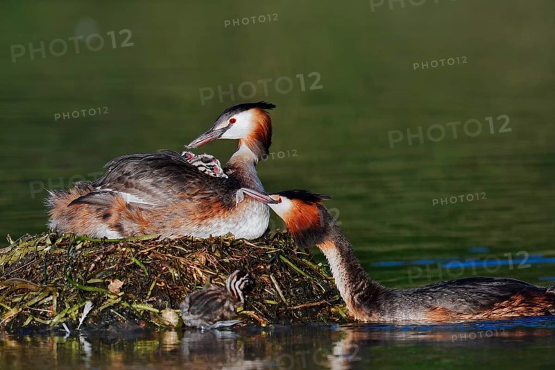 Great Crested Grebe (Podiceps Scalloped ribbonfish) feeding chicks on the nest, North Rhine-Westphalia, Germany