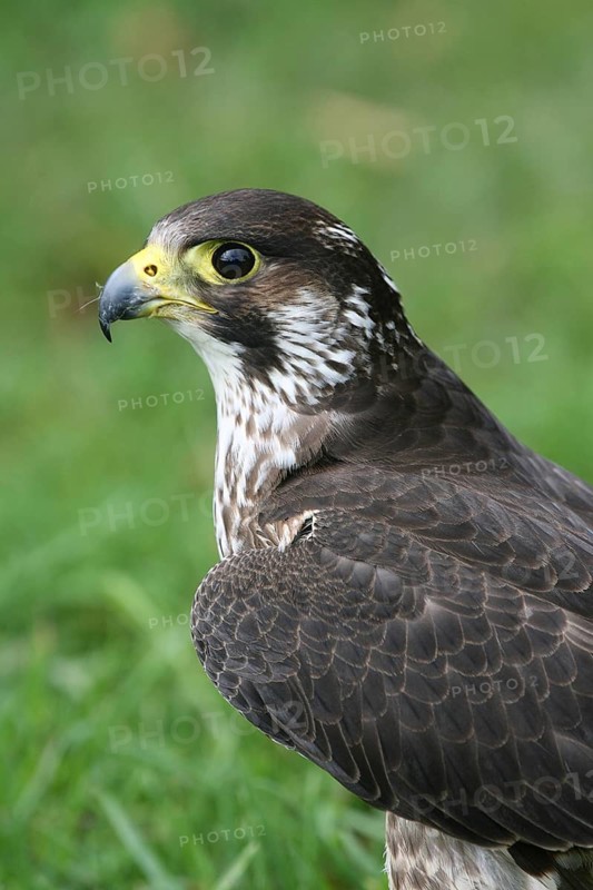 Close-up of a falcon against a green background, showing its intricate plumage, peregrine falcon (Falco peregrinus), portrait, head, captive