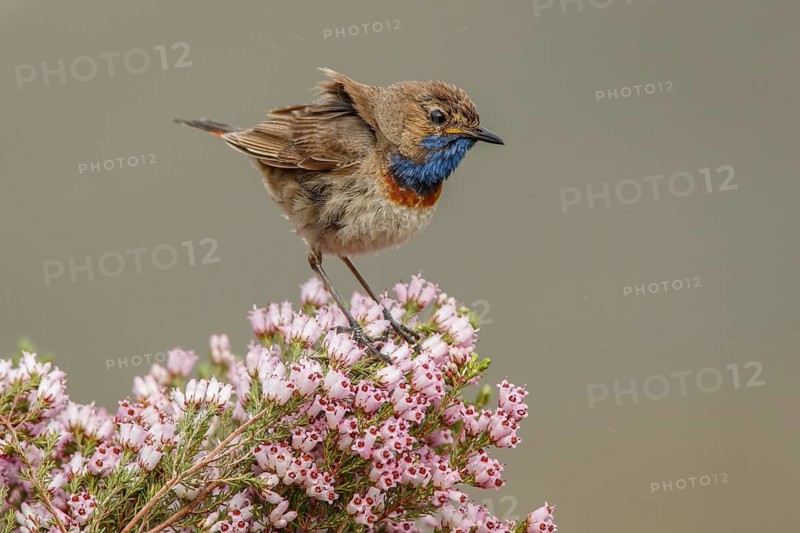 Bluethroat (Luscinia svecica), perched, Castile and Leon, Spain