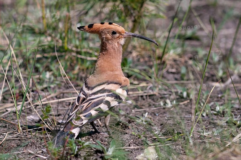 Brandenburg, Germany, hoopoe, Nabu, national natural heritage, natural paradise Grünhaus, upupa epops, hoopoe, post-mining landscape, birds, green house, high size, portrait format, upupidae, birds