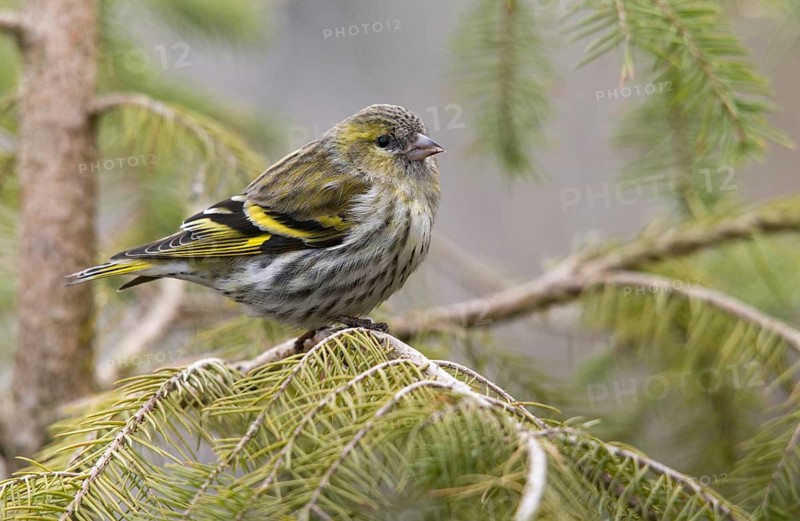 Carduelis spinus, siskin, spinus spinus, siskin, birds, female, passeri, songbirds, songbirds, birds, female