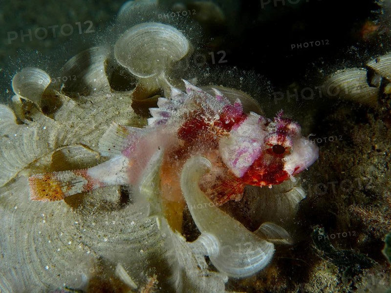 A colourful scorpionfish, the Mediterranean scorpionfish (Scorpaena scrofa), rests amongst the corals, its colours blending in with its surroundings. Dive site: Hausriff, Stoja, Pula, Croatia, Mediterranean Sea