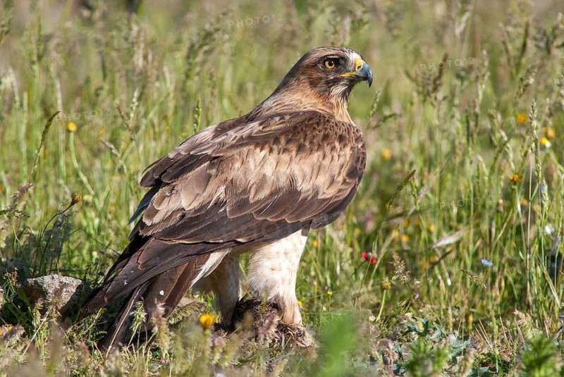 Accipitriformes, Booted Eagle, Hieraaetus Pennatus, Pygmy Eagle, Extremadura, Birds of Prey, Leo, Raptor, Raptors, Spain, Birds
