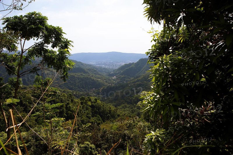 Densely overgrown hills in Blue and John Crow Montains National Park, Portland Parish, Saint Mary Parish, Saint Andrew Parish, Saint Thomas Parish, Jamaica, West Indies, Caribbean, Central America