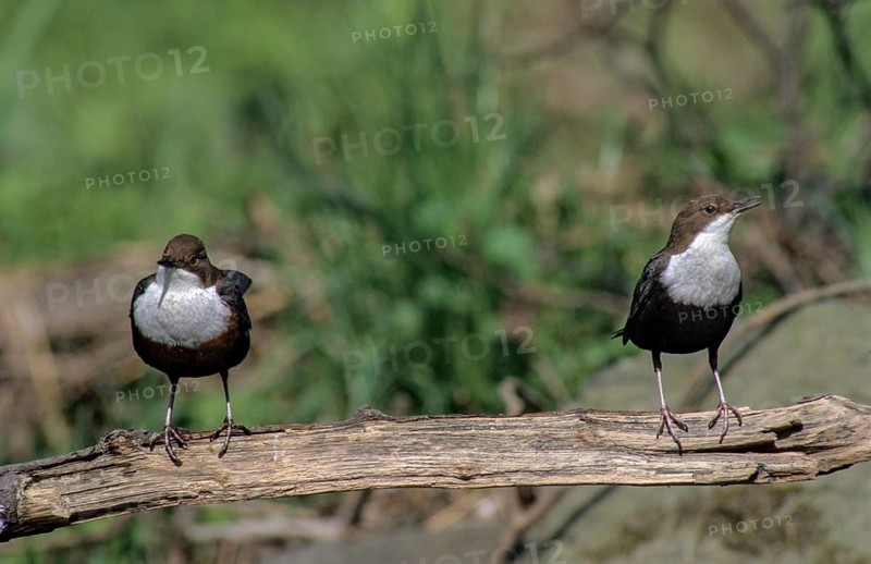 Cinclus cinclus, dippers, dippers, courtship behavior, birds, courtship display, female, leo, male, passeri, songbirds, birds, female