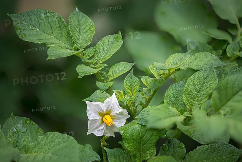 Apple, Pear, Ground Pear, Potato, Solanaceae, Solanaceae, Solanum Tuberosum, Flora, Plants, Potato
