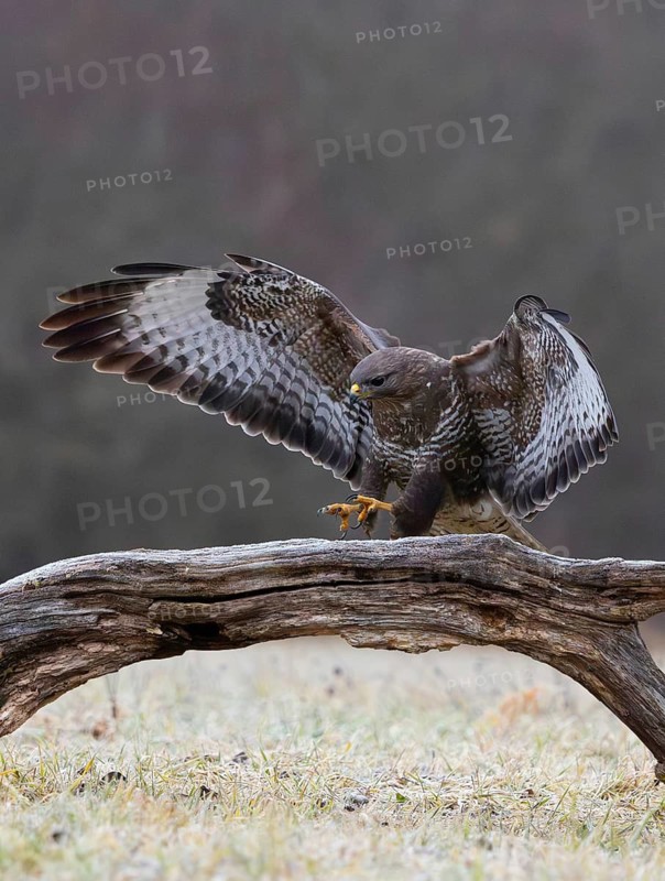 A common buzzard lands with its wings outstretched on a tree stump in a wintry landscape, common buzzard (Buteo buteo) landing on a tree trunk, biosphere reserve, Swabian Alb, Baden-Württemberg, Germany