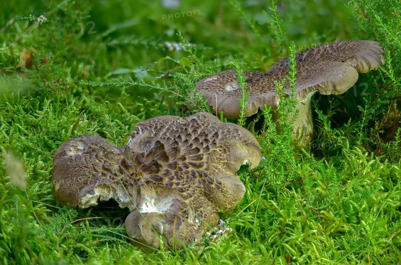 Brown deer tongue, spruce hawk mushroom, hawk mushroom, hawk sponge, hawk spinger, hawk stubble mushroom, hydnum badium, deer mushroom, hydnum badium, deer mushroom, sarcodon imbricatus, scaly spiked sponge, fungi, mushrooms, scaly hedgehog, shingled hedgehog