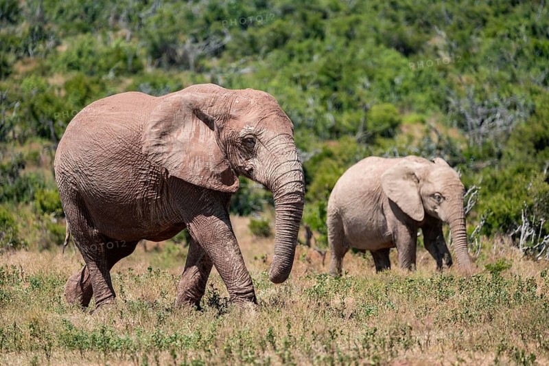 African elephant (Loxodonta africana), Addo Elephant National Park, Eastern Cape, South Africa