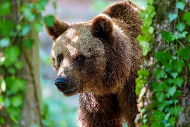 Brown bear (Ursus arctos), Germany. A bear appears in the sunlight amongst the green leaves in the forest