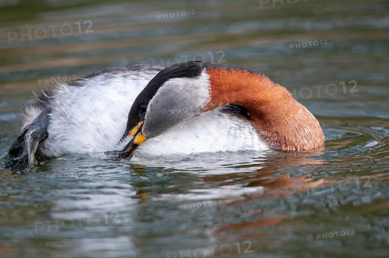 Podiceps grisegena, red-necked grebe, birds, plumage care, grebe, podicipedidae, preening, diver, birds, waterbirds, waterbirds