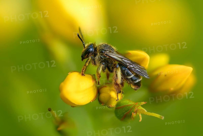 Apidae, bees, brown-legged femur, yellow-legged femur, hymenoptera, macropis fulvipes, femoral bee, forest femur bee, insects, males