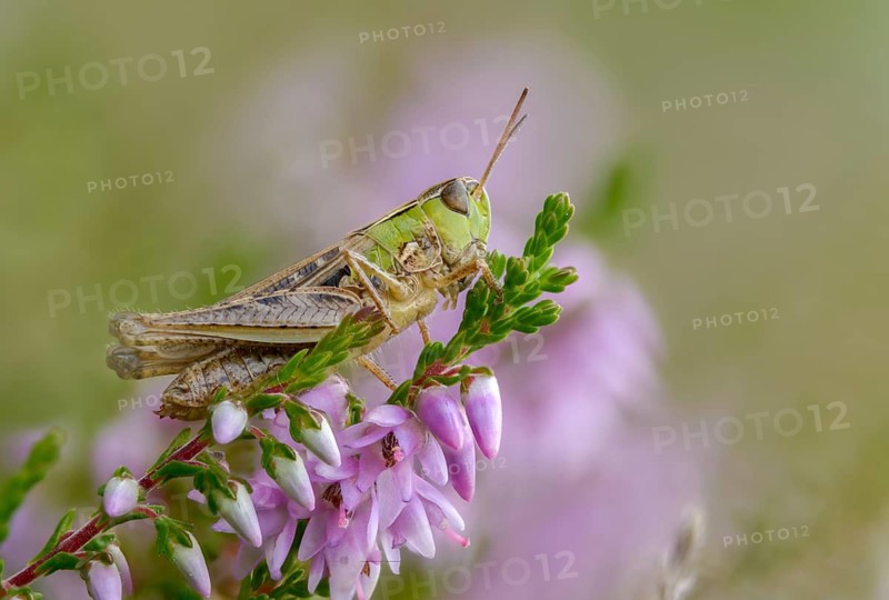 Acrididae, caelifera, field locusts, gomphocerinae, grasshoppers, heather grasshoppers, small heather grasshoppers, short-feeler scare, stenobothrus stigmaticus, grasshoppers, insects, lesser mottled grasshoppers, y12