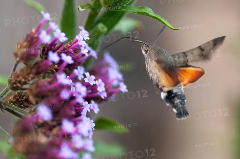 Hummingbird hawk-moth, carp tail, hummingbird swarmer, macroglossum stellatarum, dove tail, butterfly, flying, flight, insects, moths, moths, moths, butterfly