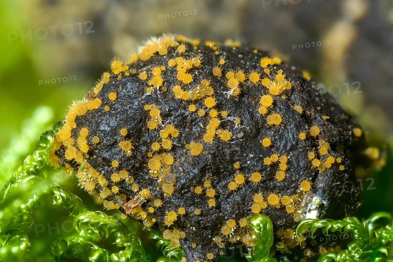 Ascobolus equinus, bristly vomit, Lasiobolus ciliatus, Lasiobolus equinus, Lasiobolus papillatus, Lasiobolus pilosus, deer droppings, fungi, fungi, mushrooms