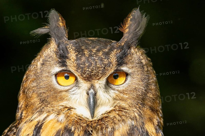 Owl with alert yellow eyes against a dark background, eagle owl (Bubo bubo), adult, animal portrait, alert, Bohemian Forest, Czech Republic