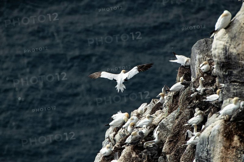 Seabirds in a colony on the rocks, a bird in flight against a dark sea backdrop, a colony of northern gannets (Morus bassanus) on the bird island of Runde, Goksöyr, Norway