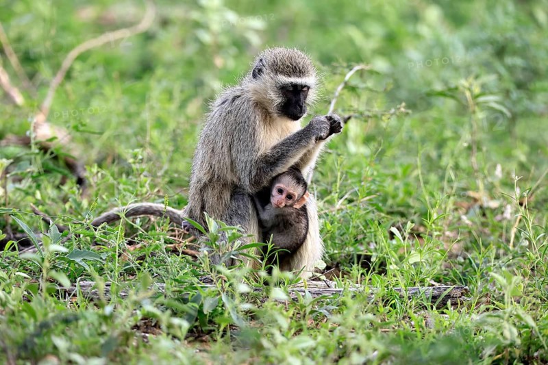 Vervet Monkey (Chlorocebus pygerythrus), adult, female, sitting, on the ground, mother, food, young, baby, social behaviour, caring for young, Kruger National Park, Kruger National Park, South Africa