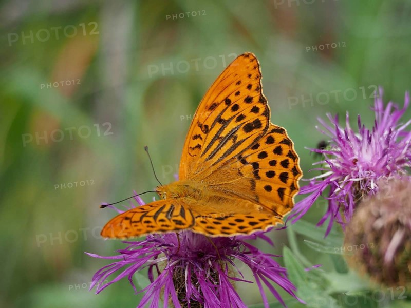 An orange-coloured emperor moth (Argynnis paphia) perched on a purple flower amidst green foliage, Goms, Canton of Valais, Switzerland