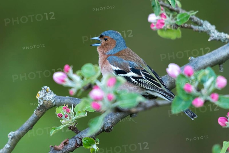 Chaffinch, Fringilla Coelebs, Fruit Tree Blossoms, Birds, Call, Spring, Song, Male, Passeri, Call, Singing, Songbirds, Jump, Birds