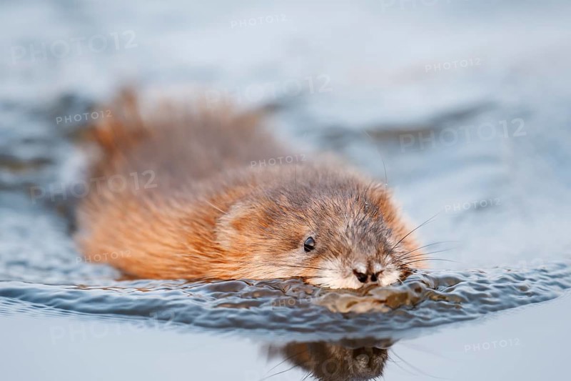 Muskrat (Ondatra zibethicus), swimming, North Rhine-Westphalia, Germany, Neozoon in Europe