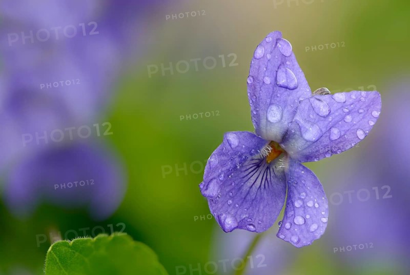 Sweet Violet, Violet, Violet, Viola Odorata, Violaceae, Flora, Plants, Plants