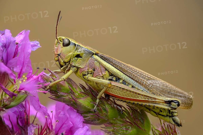 Acrididae, caelifera, grasshoppers, short-feeler scare, locustinae, mecostethus grossus, stethophyma grossum, swamp scare, grasshoppers, grasshoppers, insects, large marsh grasshopper
