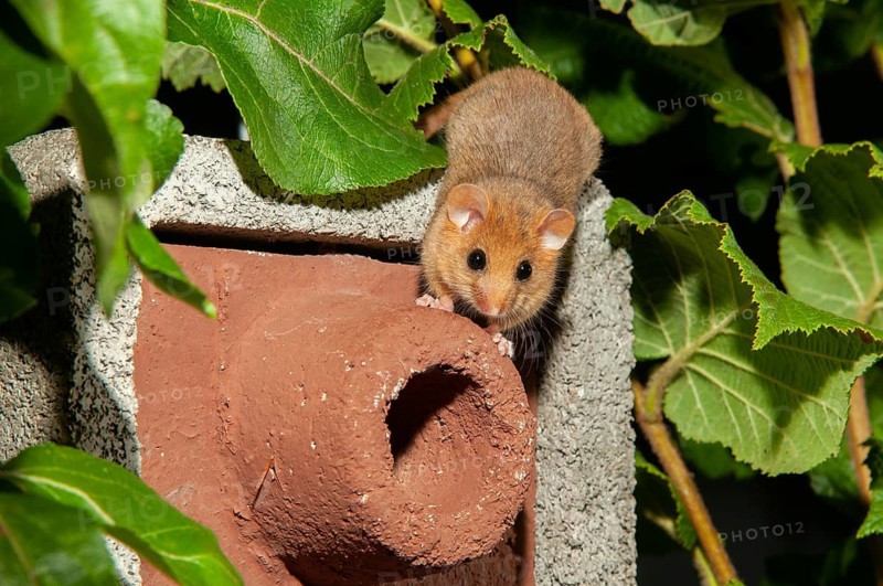Hazel vole, Hazel dormouse, Muscardinus avellanarius, rodents, rodentia, bilche, dormice, dormouse, mammals, nesting aid, nest box, rodents, sleepers, mammals