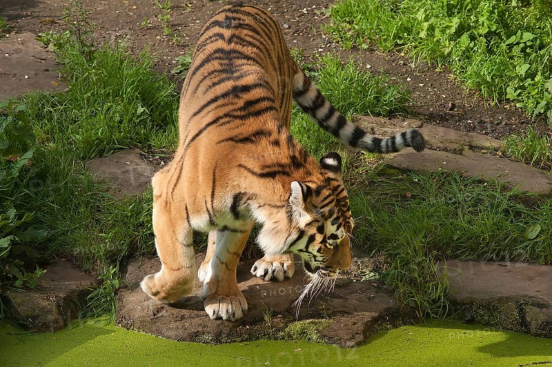 Siberian tigers (Panthera tigris altaica) at the moat, in captivity, Germany