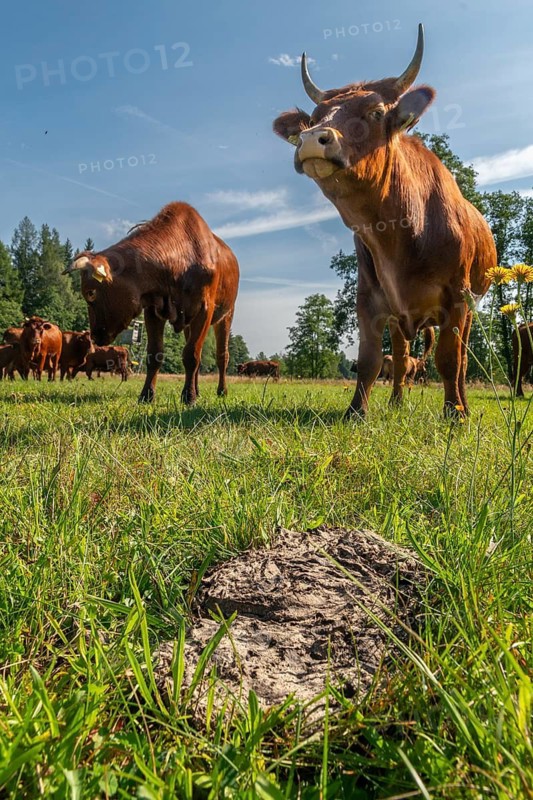 Artiodactyla, Bavaria, Bos Taurus sspec.5, cattle, even-toed ungulate, high-altitude cattle, cow patties, cow dung, Upper Palatinate, cloven-hoofed cattle, Tirschenreuth, Waldnaab, Waldnaabaue, wild pastures Waldnaabaue, domesticated animals, dung, excrement, extensive grazing, pet, high size, portrait format, faeces, mammals, manure, cattle, bovine droppings, mammals