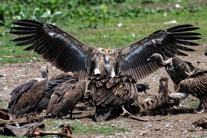 Vulture, slender-billed vulture (Gyps tenuirostris), Chitwan National Park, Terai, Nepal