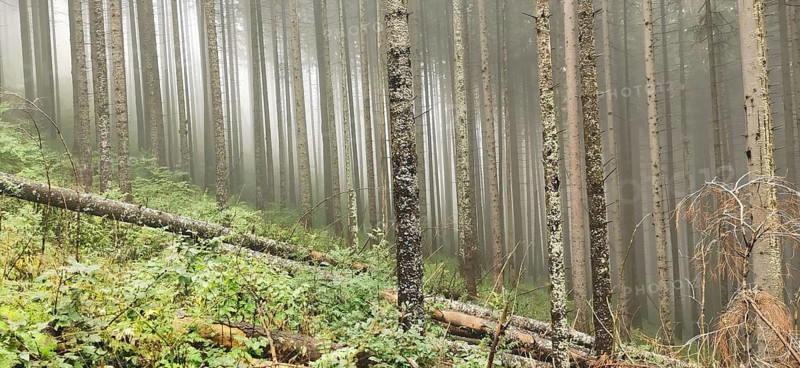 Mystical forest with tall trees in fog, High Tatras National Park, Carpathians, Poland