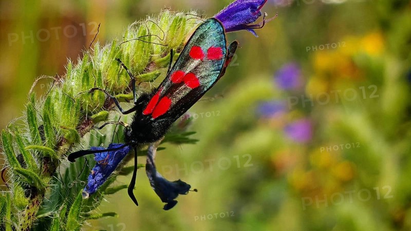 Close-up: a six-spot burnet (Zygaena filipendulae) with red spots and wings shimmering in the sunlight, crawling on a purple flower, summer on the Rennsteig, Frankenwald nature park Park, Upper Franconia