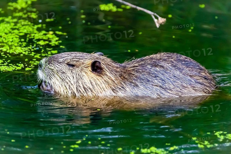 Animals, mammals, nutria, beaver rat, swamp beaver, biotope, habitat, tailbober, tail rat
