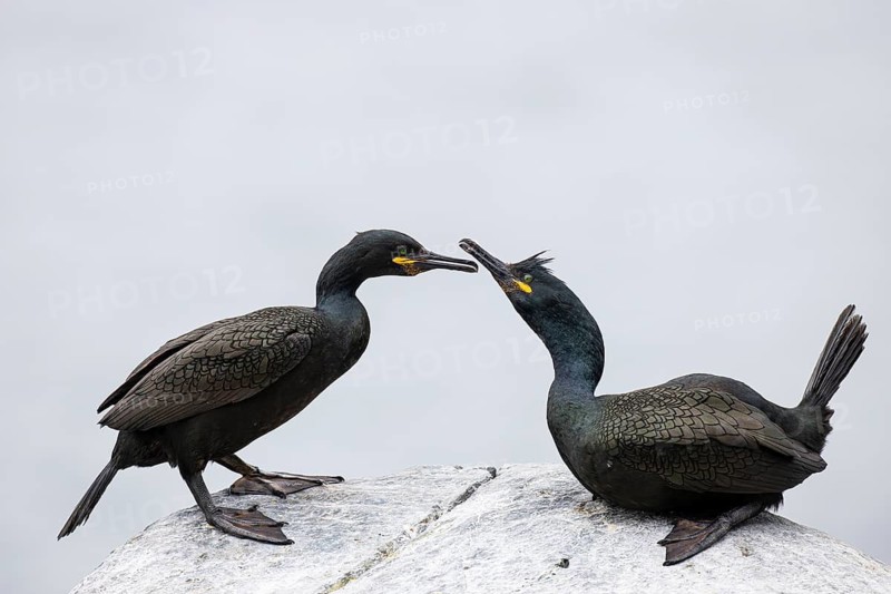Cormorant (Gulosus aristotelis), breeding pair during mating, Hornøya Island, Vardø, Varanger, Finnmark, Norway