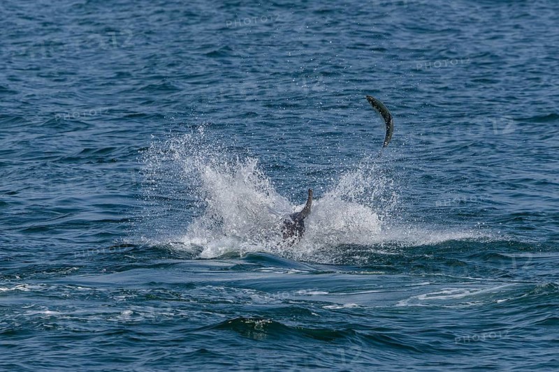 An Atlantic salmon (Salmo salar) attempts to escape a bottlenose dolphin (Tursiops truncatus) by leaping out of the water, dolphin, toothed whales, hunting, prey, successful hunt, fleeing, chasing, action, dynamism, leap, June, North Sea, Denmark