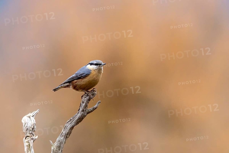 A small bird is perched on the side of a branch against a blurred background, a nuthatch (Sitta europaea) perched on a branch, wildlife, animals, birds, Baden-Württemberg, Germany