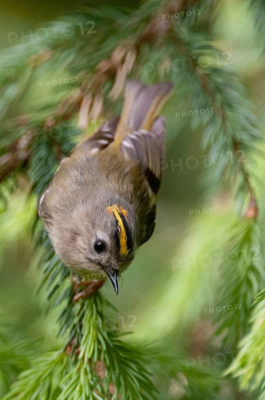 Goldcrest, golden chicken, Regulus regulus, winter golden chicken, birds, high size, portrait format, passeri, songbirds, birds