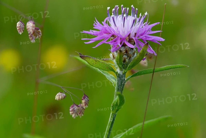 Asteraceae, Briza Media, Centaurea Jacea, Common Trembling Grass, Common Knapweed, Daisy, Medium Trembling Grass, Poaceae, Sweet Grasses, Meadflake Flower, Trembling Grass, Brown Knapweed, Earthquakes, Flakweed, Flora, Jiggle-Joggles, Jockey-Grass, Lady's-Hair, maidenhair grass, pearl grass, plants