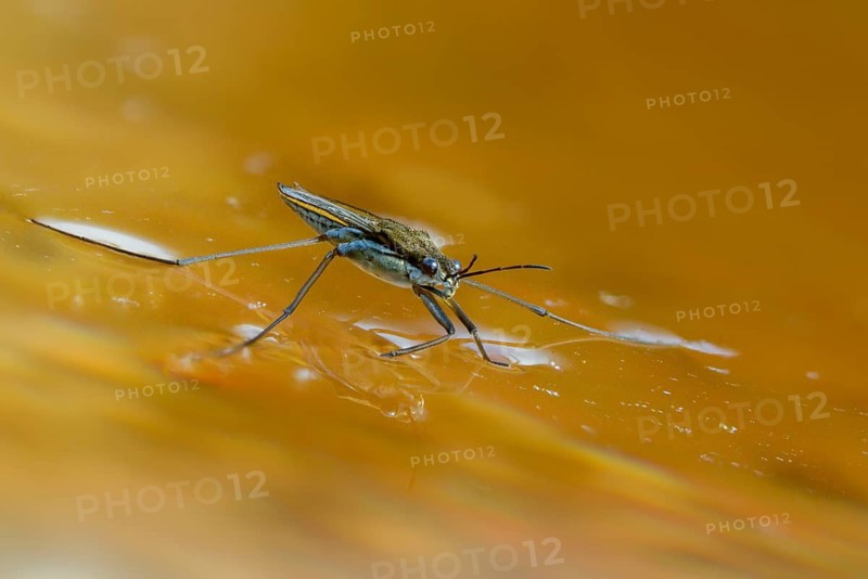 Aquarius najas, stream strider, gerris najas, heteroptera, river skater, black-backed strider, water strider, insects, bugs