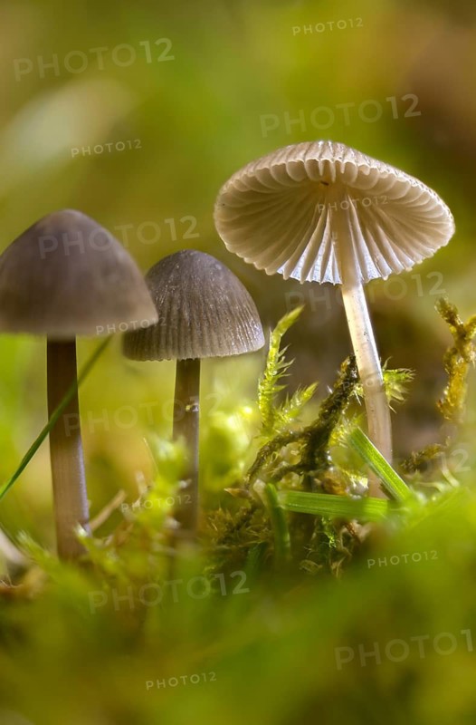 Grey nitrate helmet, mycena leptocephala, nitrate helmet, stinging helmet, fungi, fungus, high size, portrait format, nitrous bonnet, mushrooms