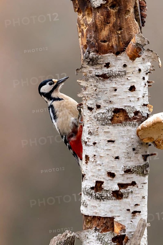 A woodpecker climbs up the bark of a birch tree, surrounded by natural surroundings, great spotted woodpecker (Dendrocopos major) on a tree trunk, male, Baden-Württemberg, Germany