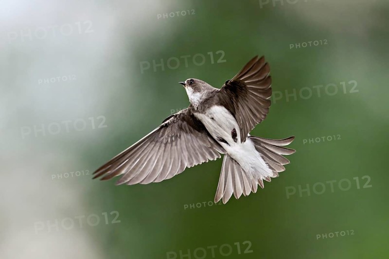 Sand Martin (Riparia riparia), in flight, Reussegg Nature Reserve, Canton of Aargau, Switzerland